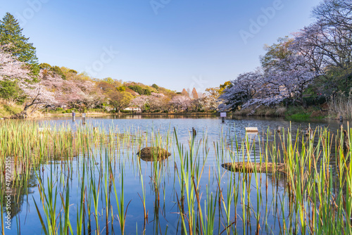 県立三ツ池公園の桜景色【神奈川県・横浜市】