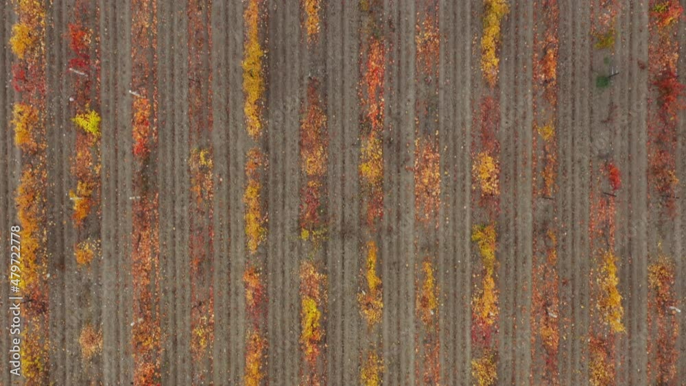 Drone shooting a colorful vineyard in autumn. Head over shot. View from above.