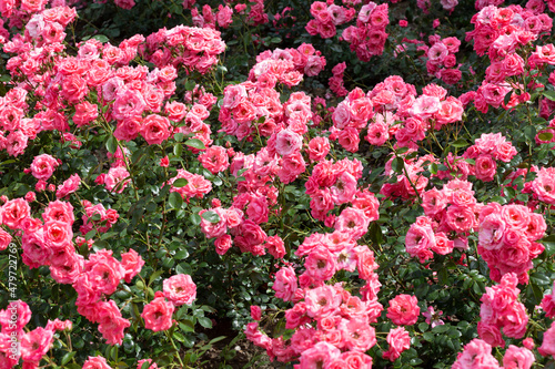 Bush blooming pink roses close up