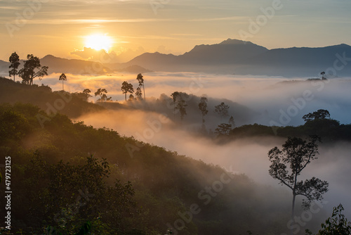 amazing rainforest landscape in the morning with fog and sunrise. trekking for camping landmark in south of Thailand. Tropicana forest at south east Asia. worm and fresh landscape.