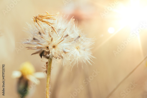 grass flower in field on sunny