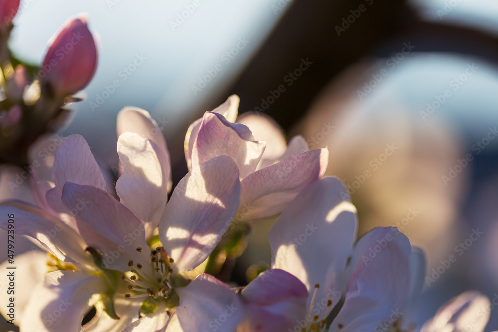 Obraz premium Blossom tree