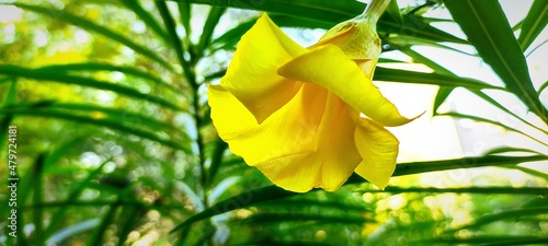 yellow oleander flower on green photo