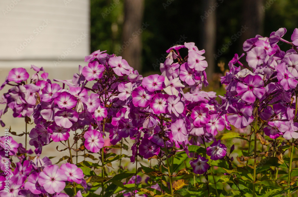 custom made wallpaper toronto digitalPhlox paniculata in the garden on a summer day. Beautiful lilac flowers