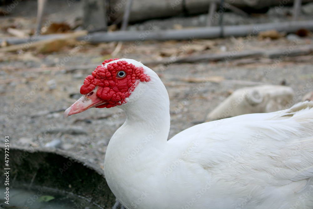 Fototapeta premium Large white heavy duck look at the camera.