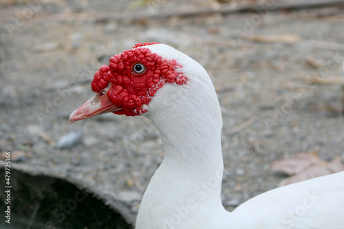 Large white heavy duck look at the camera. © PawkKawKi
