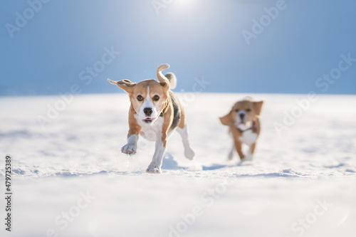 Running beagle dog
