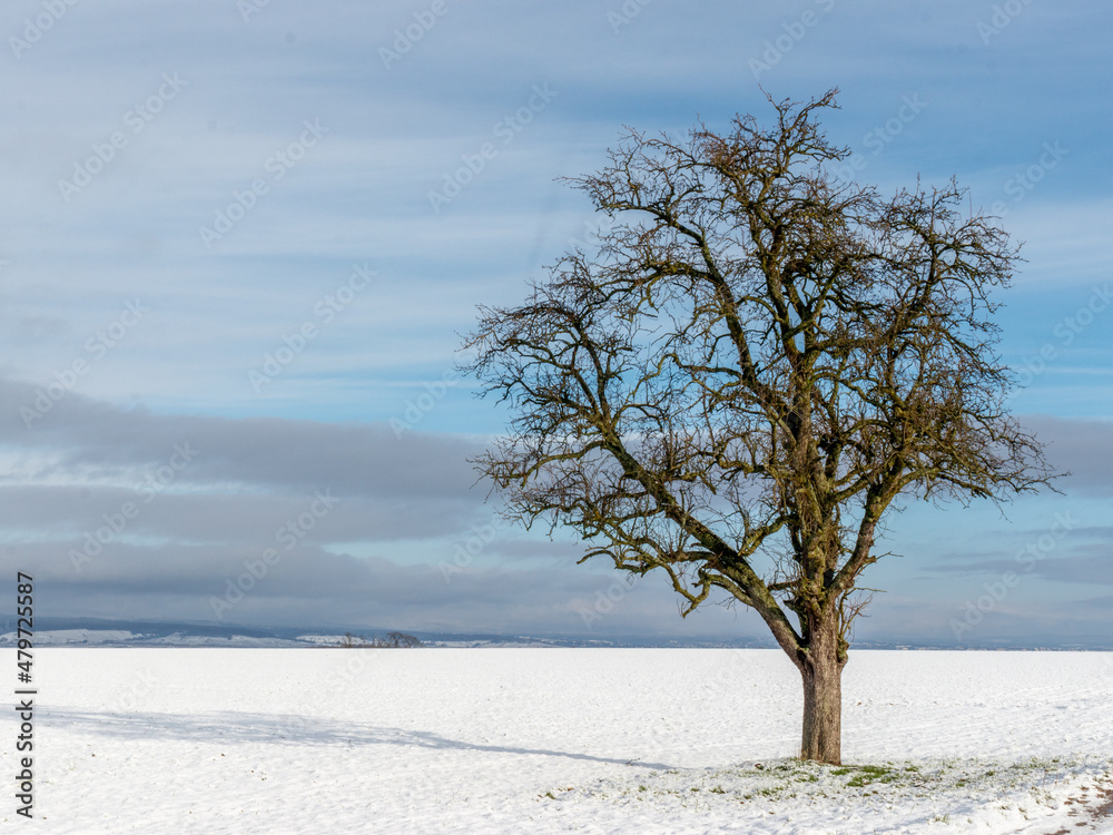 Fototapeta premium EInzelner Baum in einer WInterlandschaft