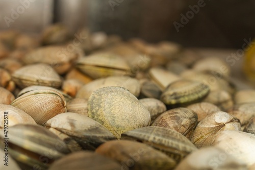 Fine clam (Ruditapes decussatus), typical crustacean of Galicia (Spain) and Atlantic coast, selective approach. photo