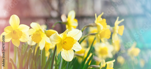 spring yellow daffodil flowers, nature image, macro photo with blurred background, March 8, women's day, spring concept