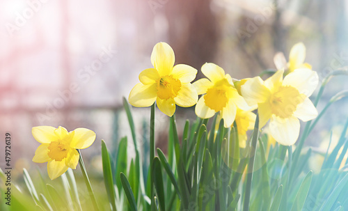 spring yellow daffodil flowers, nature image, macro photo with blurred background, March 8, women's day, spring concept