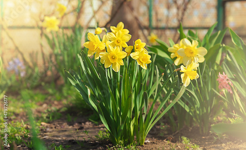 spring yellow daffodil flowers, nature image, macro photo with blurred background, March 8, women's day, spring concept