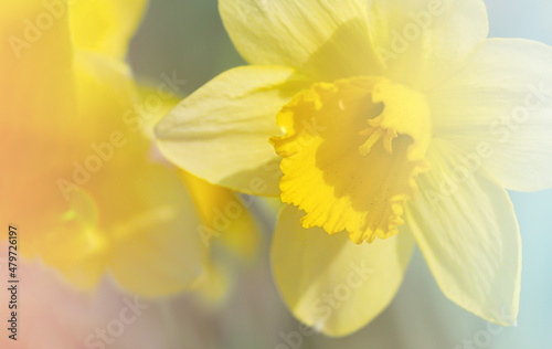 spring yellow daffodil flowers, nature image, macro photo with blurred background, March 8, women's day, spring concept