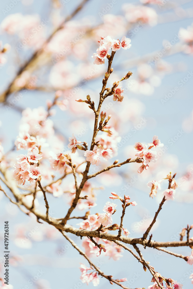 Beautiful Cherry Blossom or Sakura flower on nature background,soft focus and retro color toned. Beautiful Cherry Blossom or Sakura flower on nature background,soft focus and retro color toned.