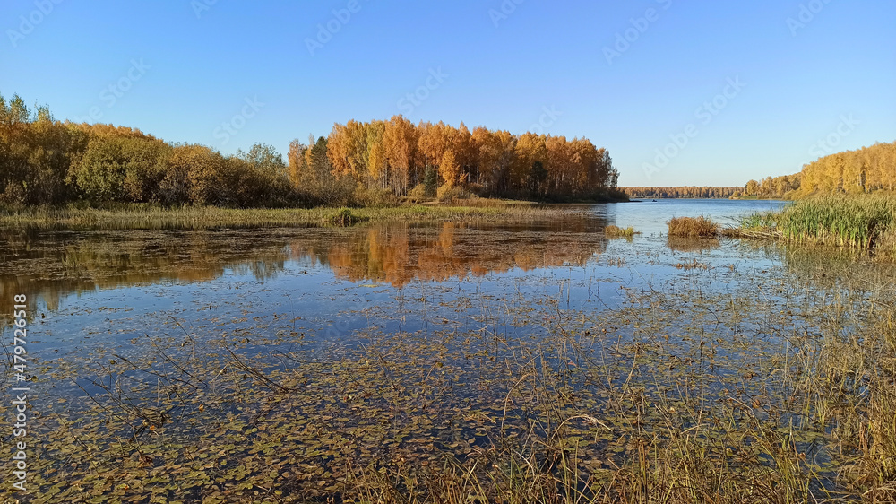 Golden autumn. The shore of the forest lake Golden autumn. The shore of the forest lake