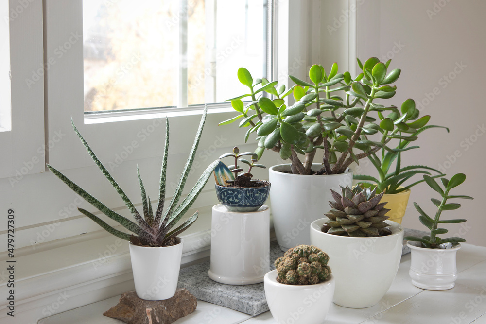 Collection of various houseplants close-up. Set of potted plants in the bright room by the window. Cacti and  succulent arrangement, modern style, trendy mood, home decor.