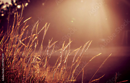 Beautiful Glass flower at the Morning sunrise background