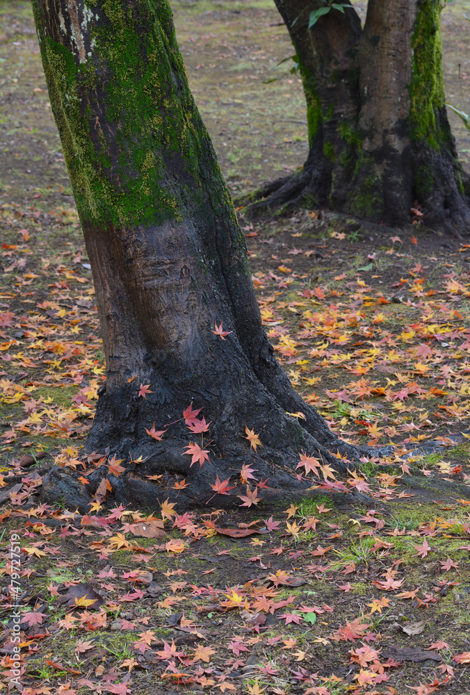 公園の落ち葉 公園の落ち葉