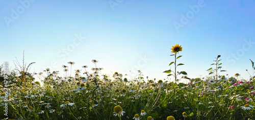 colorful wildflower meadow ...