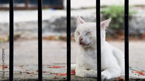 Cat on the street resting outside of a gate closeup photo