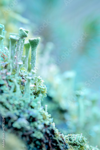 Cladonia,Small light green structures and mushroom-like appearance on rotten wood in autum forest photo