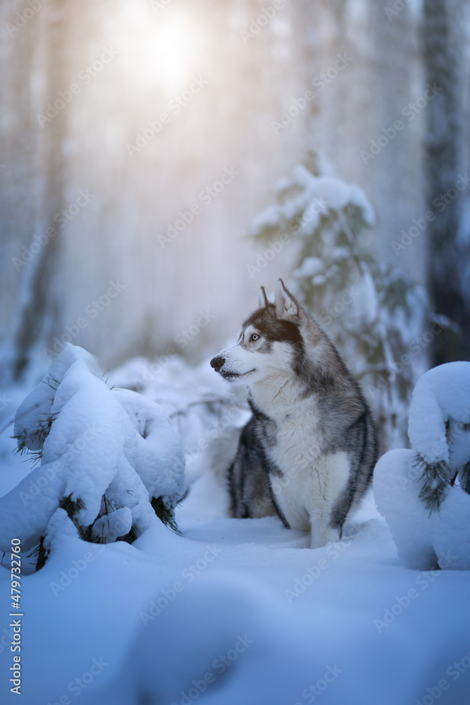 Obraz premium Siberian husky