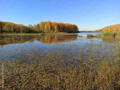 Golden autumn. The shore of the forest lake