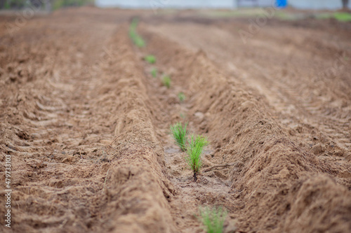 Planting young pine trees in the forest belt