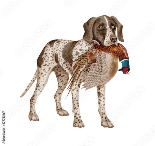 Tableau sur toile chien, chasse, faisan , femelle, mâle, braque allemande, animal, attraper, anima