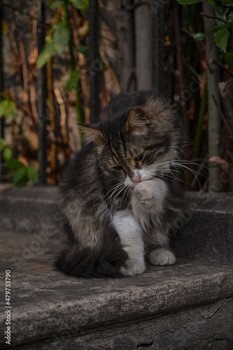 cat licking its paw