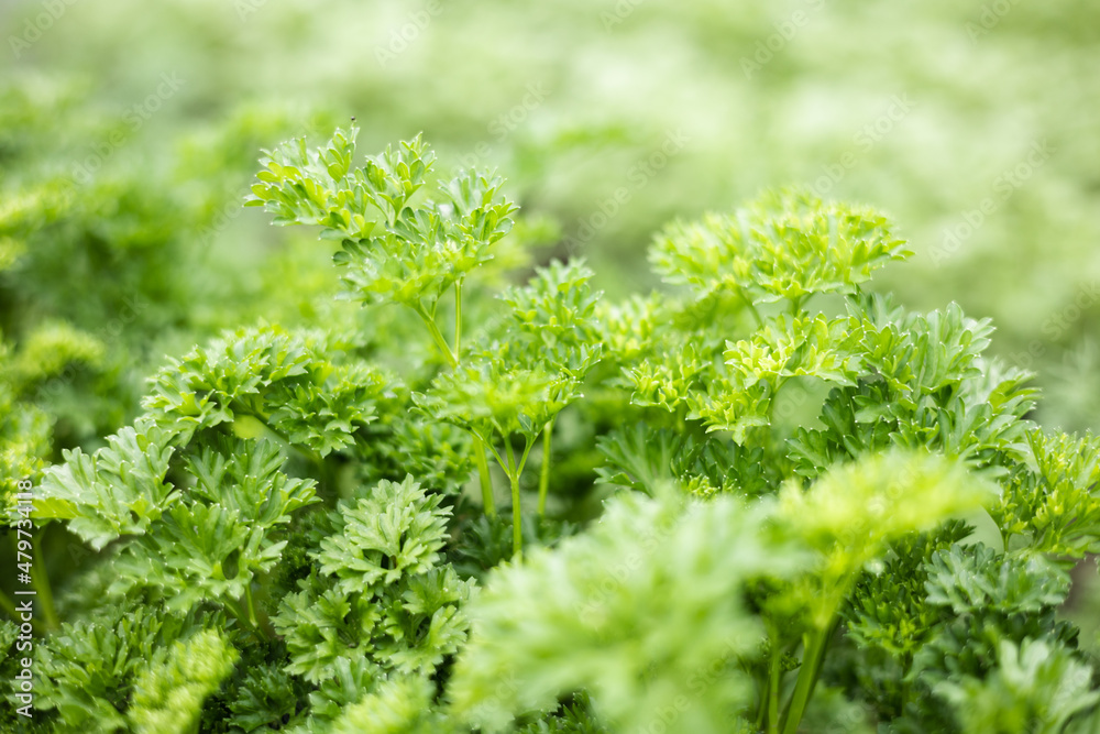 Fresh organic green parsley leaves in garden background. Close-up of greenery plantation. Healthy eating, natural food Fresh organic green parsley leaves in garden background. Close-up of greenery plantation. Healthy eating, natural food
