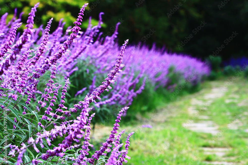 Fototapeta premium amazing view of Medicinal Sage(Salvia officinalis) flowers,beautiful purple with blue flowers blooming in the garden with walking pathway