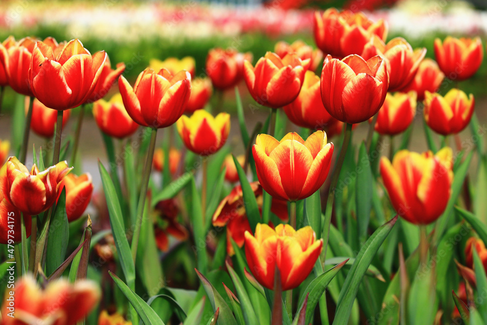 amazing view of colorful blooming Tulip flowers,close-up of beautiful red with yellow Tulip flowers blooming in the garden
amazing view of colorful blooming Tulip flowers,close-up of beautiful red with yellow Tulip flowers blooming in the garden