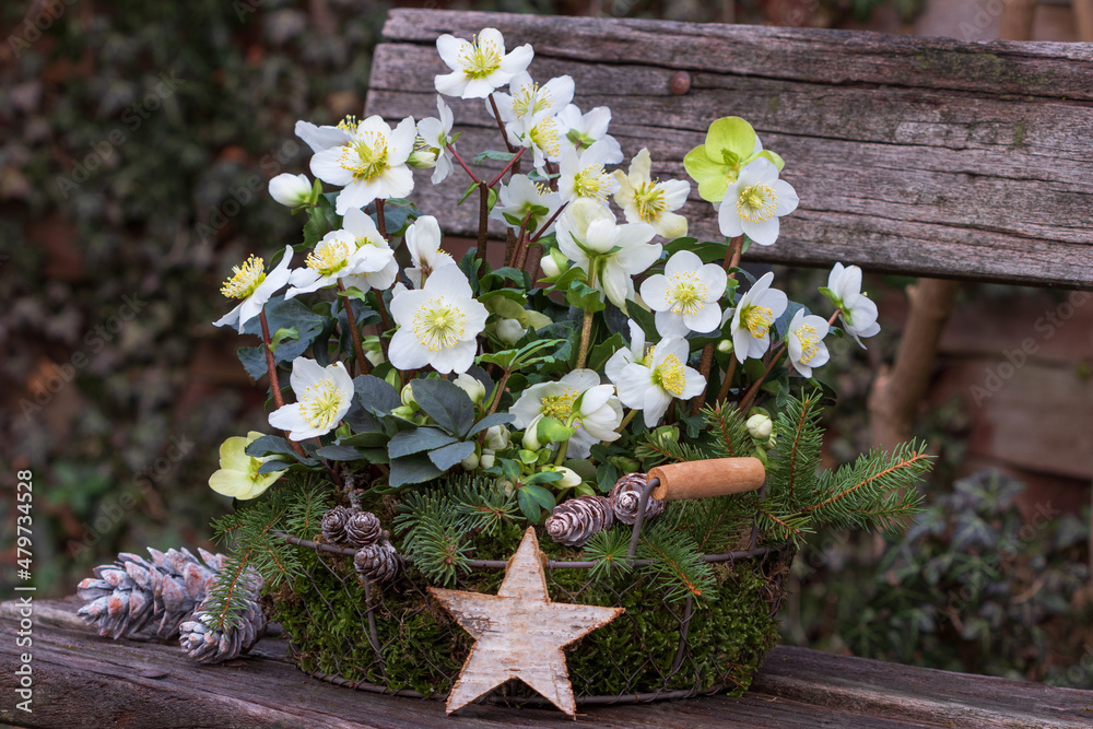 Christrose im Korb auf Gartenbank als florale Winterdekoration Stock Photo  | Adobe Stock