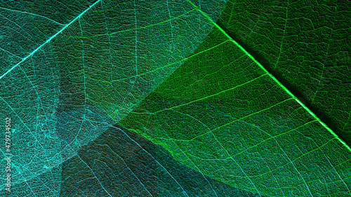 skeleton magnolia leaf. abstract colorful composition as a background