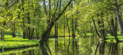 summer landscape background. green foliage and pond in park or forest. wild nature