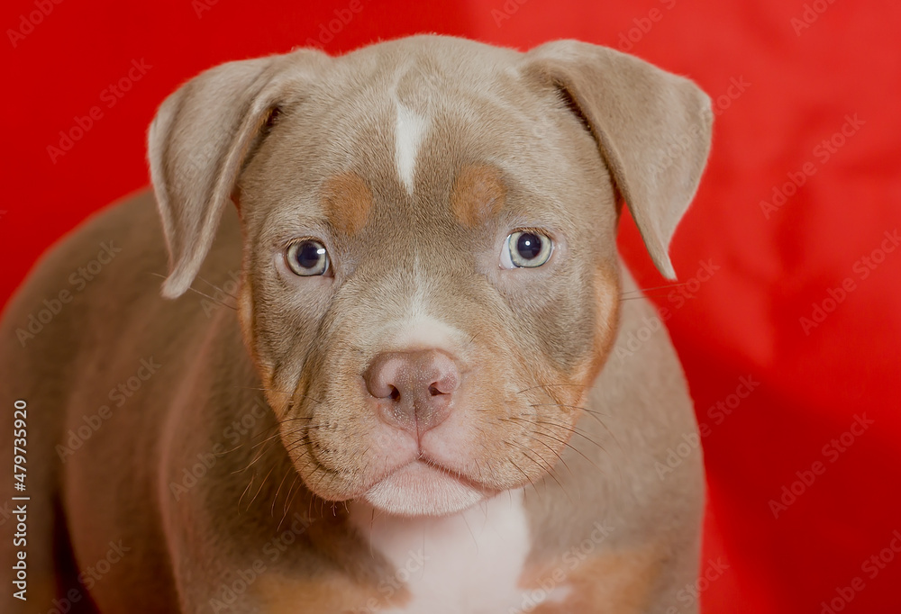 Portrait of a beautiful puppy of breed American Bully in the studio.