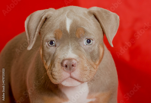 Portrait of a beautiful puppy of breed American Bully in the studio.