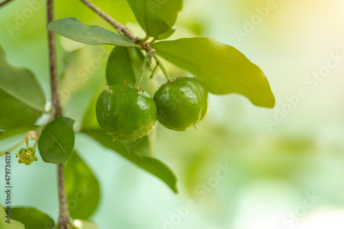 Thailand green Acerola cherry. Select  focus, soft focus, high vitamin, green acerola cherry. photo