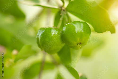 Thailand green Acerola cherry. Select  focus, soft focus, high vitamin, green acerola cherry.