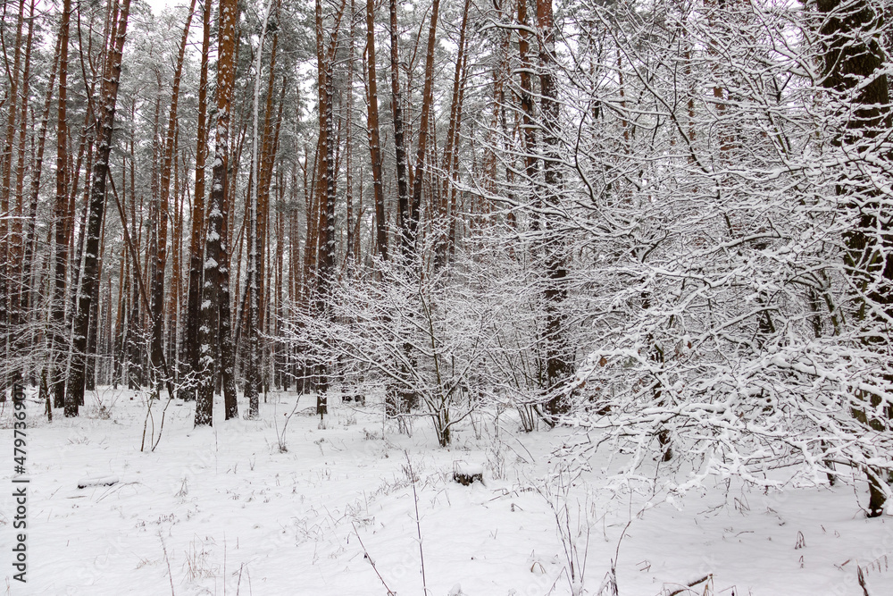 Beautiful forest winter, snowy landscapes. Snow lies on tree branches and on the ground. Beautiful forest winter, snowy landscapes. Snow lies on tree branches and on the ground.