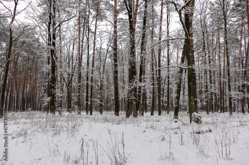 Fototapeta Naklejka Na Ścianę i Meble -  Beautiful forest winter, snowy landscapes. Snow lies on tree branches and on the ground. 