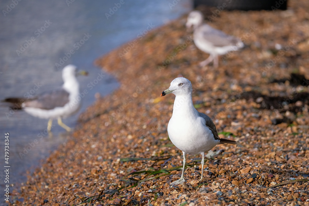 bird bird