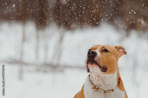 American Staffordshire Terrier catches snowflakes. Dog plays with snow. Portrait of a dog in winter.