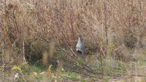 Grey partridge in an autumn field