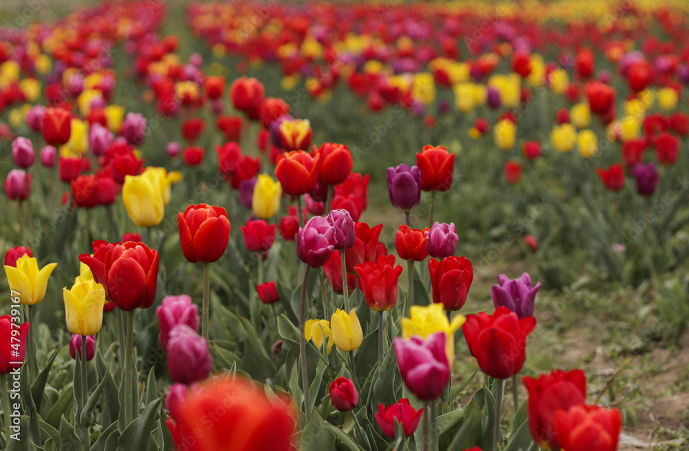 Large field of multi-colored tulips in spring. Symbol of International Women's Day in March. Large field of multi-colored tulips in spring. Symbol of International Women's Day in March.