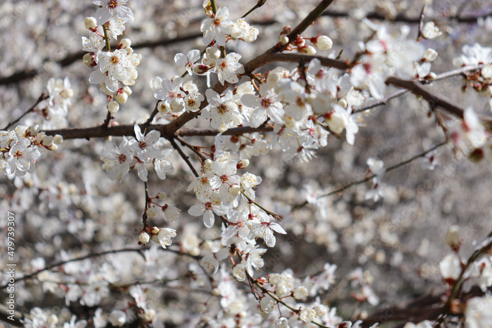 Cherry blossoms in spring, white flowers on branches against the sky.
Cherry blossoms in spring, white flowers on branches against the sky.