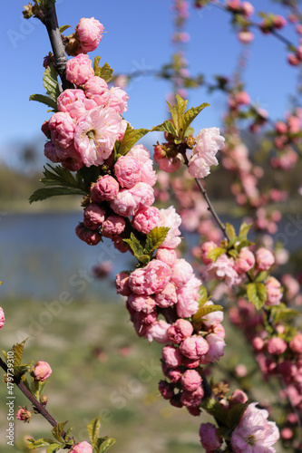 Pink flowering of decorative almonds in spring on the lake.