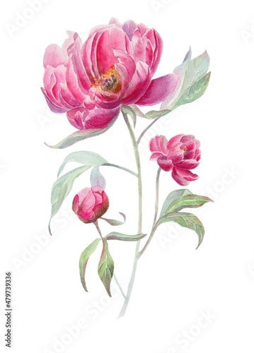 lovely pink peony