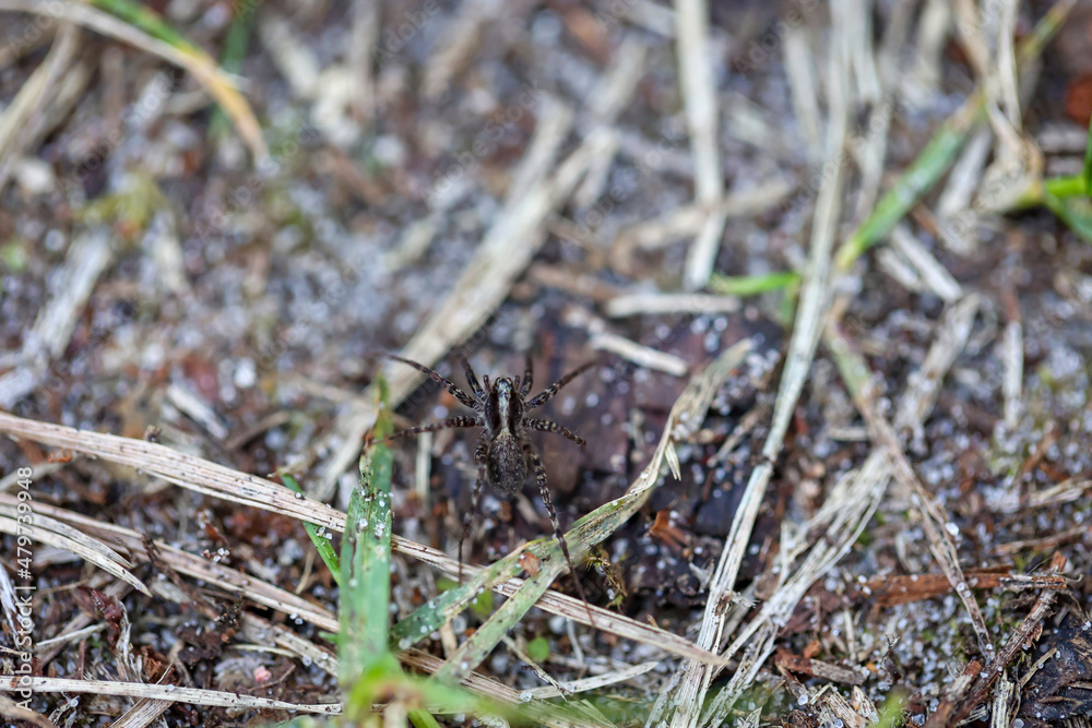 Eine Spinne auf dem Boden eines Waldes.